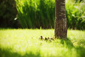 green, Nature, Grass, Tree, Trunk