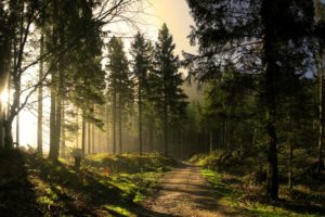 forest, Trees, Nature, Landscape, Tree