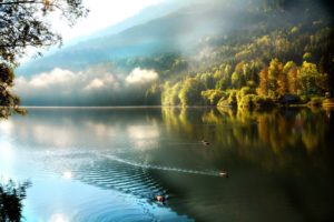 lake, Animal, Cute, Tree, Forest, Nature