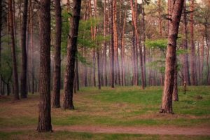 summer, Forest, Trail, Nature, Fog