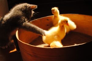 kitty, Playing, With, Ducks