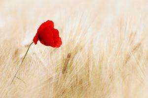 poppy, Red, Field, Ears