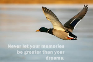 birds, Animals, Quotes, Ducks, Dreams