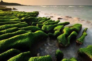 beach, Made, Of, Stones, Covered, With, Moss