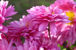 nature, Flowers, Petals, Pink, Macro, Close, Up, Photography