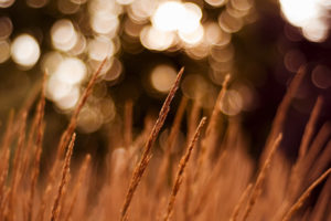 wheat, Field, With, Bokeh