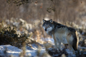 animals, Wolf, Wolves, Wildlife, Predators, Furface, Eyes, Stare, Pov, Landscapes, Nature, Trees, Forest, Winter, Snow, Seasons