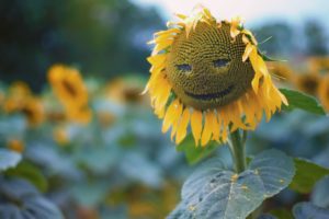 sun, Flower, Face