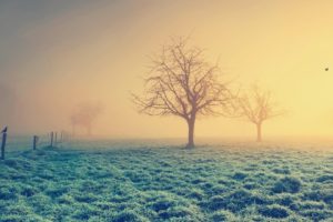 nature, Landscapes, Fields, Grass, Fog, Mist, Trees, Sunlight, Sunrise, Sunset, Animals, Birds, Raven, Crows, Dew, Frost