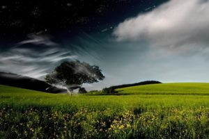 cg, Digital, Art, Manip, Trees, Fields, Flowers, Sky, Clouds, Night, Sky, Stars