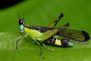 green, Insects, Bug, Mantis, Macro, Close, Up, Nature, Wallpaper, Butterfly, Spider