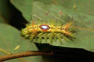 green, Insects, Bug, Mantis, Macro, Close, Up, Nature, Wallpaper, Butterfly, Spider