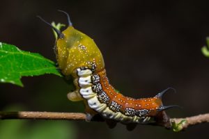 green, Insects, Bug, Mantis, Macro, Close, Up, Nature, Wallpaper, Butterfly, Spider