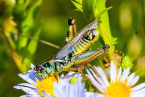 green, Insects, Bug, Mantis, Macro, Close, Up, Nature, Wallpaper, Butterfly, Spider