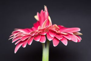 nature, Flowers, Pink