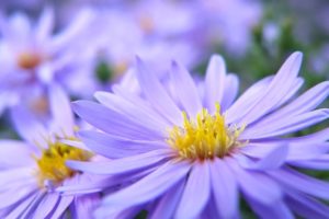 nature, Flowers, Macro