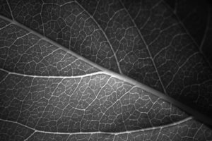 leaf, Vein, Macro, Bw