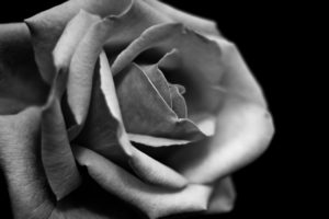 rose, Flower, Macro, Bw