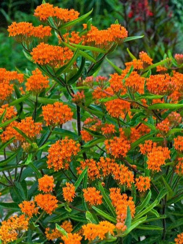 Milkweed Orange