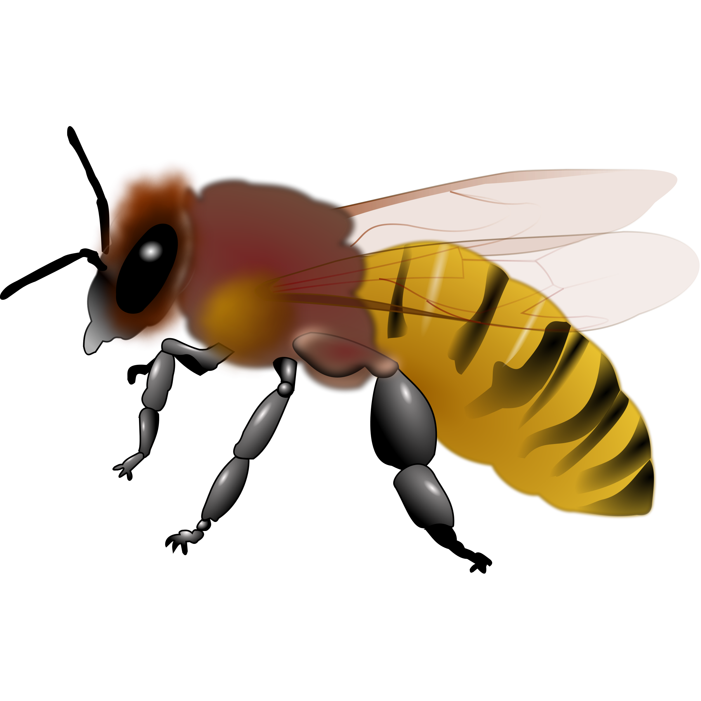 Honey Bees Clip Art