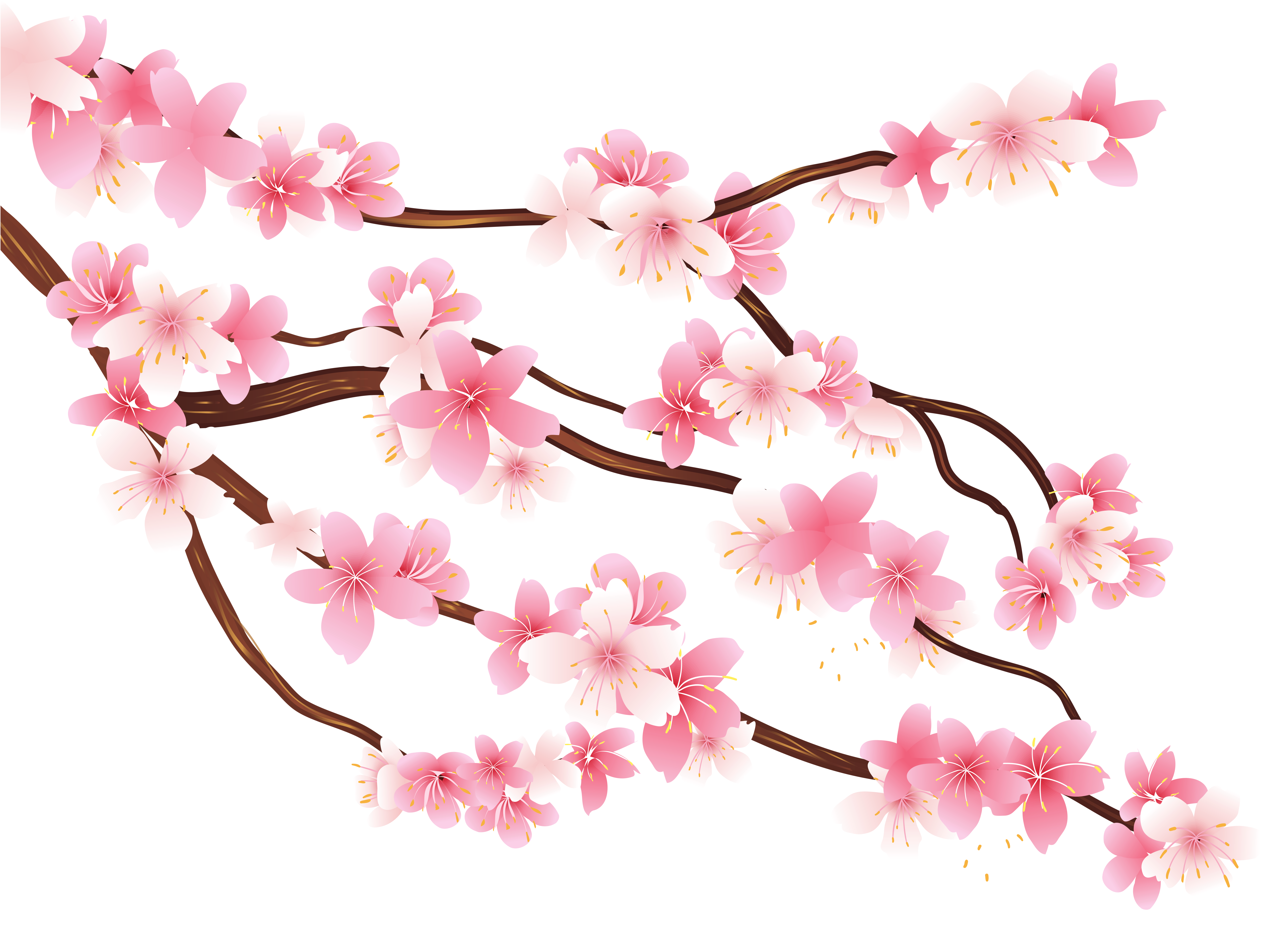 Cherry Blossom Flower Vector Png Images Cherry Blossom Clipart And | My ...