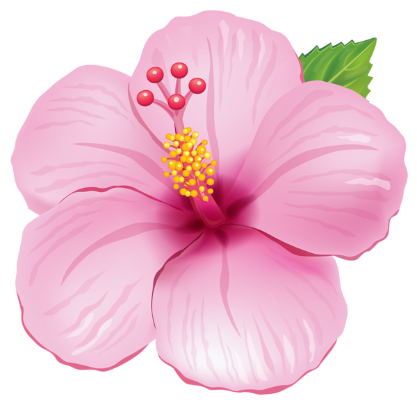 Flower clipart pretty flower, Flower pretty flower Transparent FREE for ...