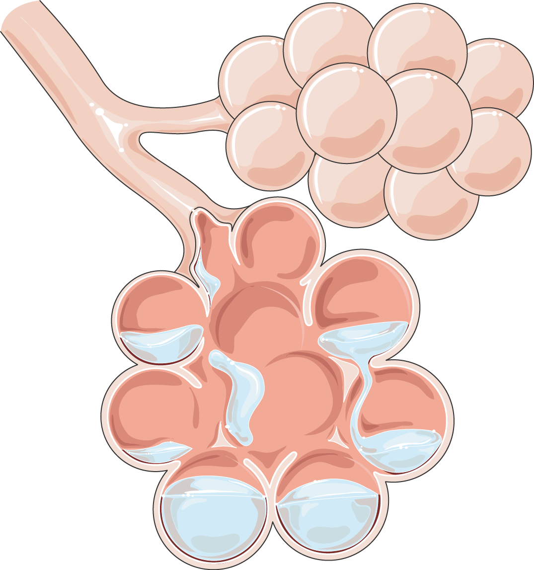 Lungs clipart pink, Lungs pink Transparent FREE for download on ...