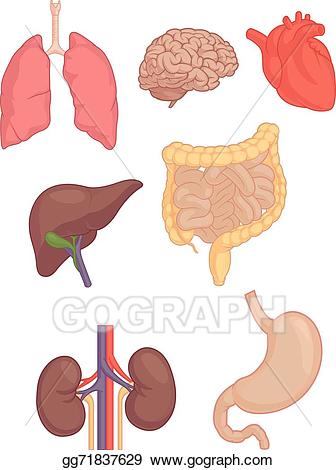 Lungs clipart body part, Lungs body part Transparent FREE for download ...