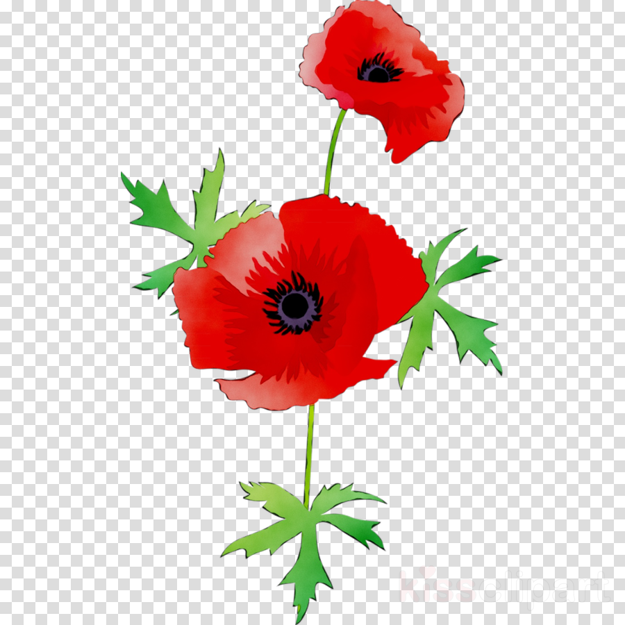 Remembrance poppy png transparent - kooldesktop