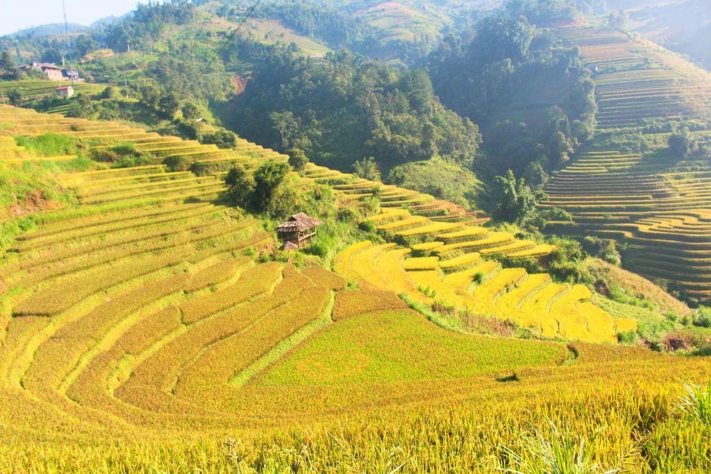 Mù Cang Chải mùa vàng