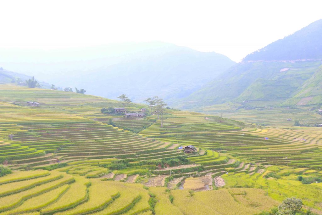 Đèo Khau Phạ - điểm ngắm Mùa vàng Mù Cang Chải