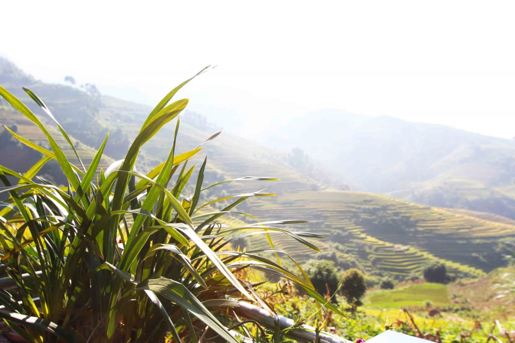 View mùa vàng Mù Cang Chải ở Dò Gừ Homestay