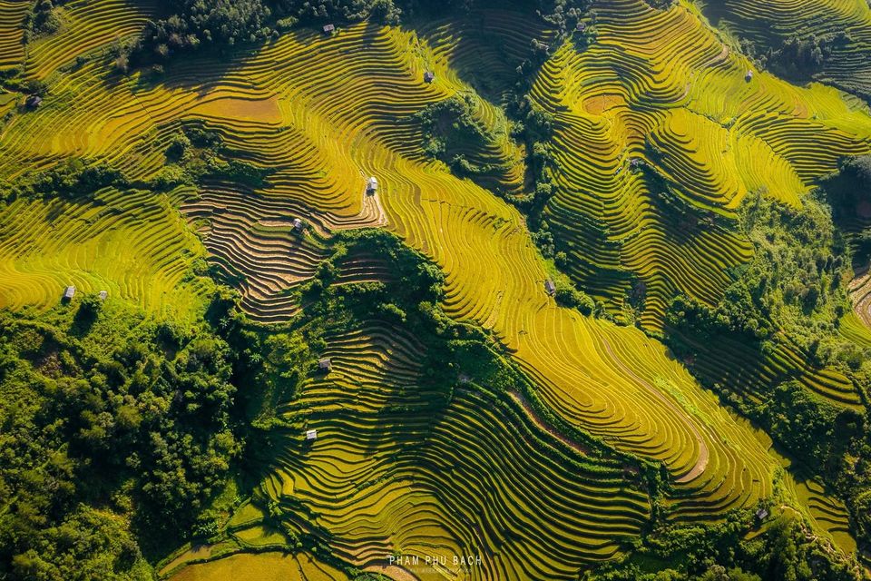 Mùa vàng Mù Cang Chải