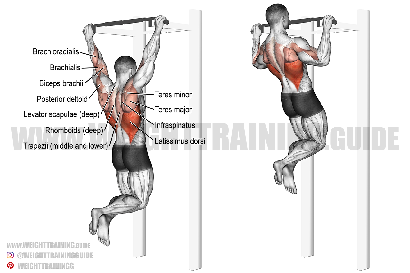 Pull-up exercise instructions and videos | Weight Training Guide