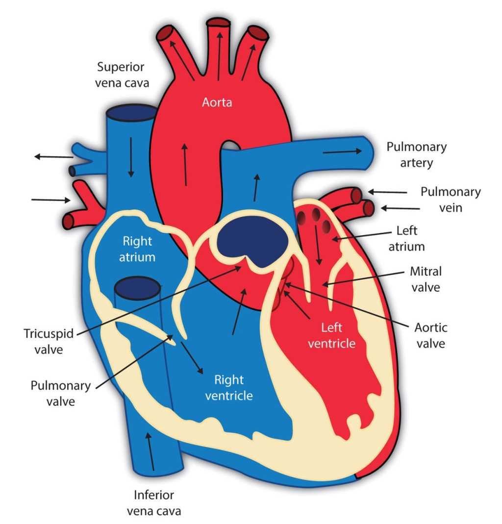 The Human Heart Coloring Page Heart Diagram Parts Of The Heart | Images ...