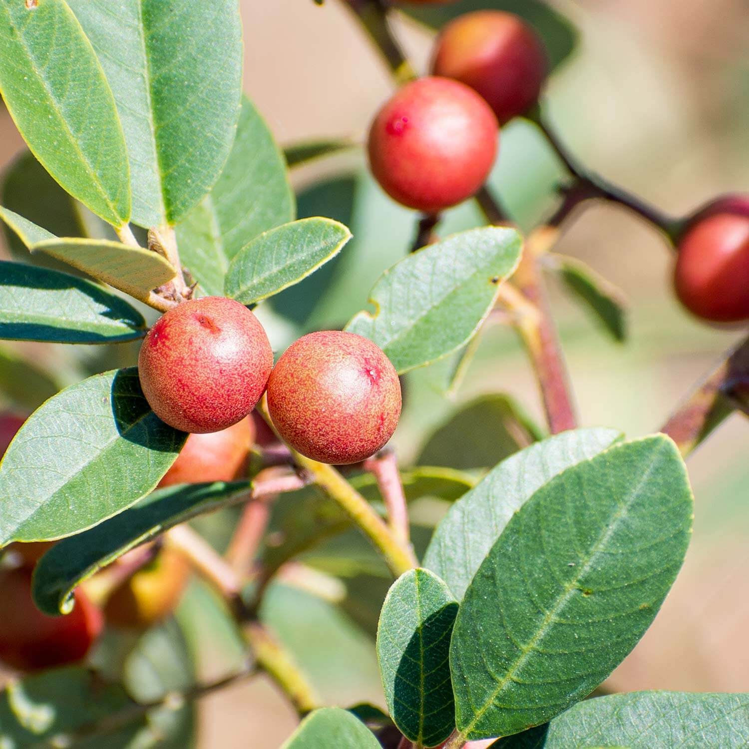 Close up of red berries and elliptical green leaves on a Rhamnus californica 'San Bruno', Coffeeberry shrub