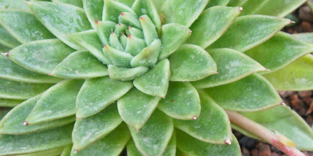 Spiraled apple green leaves with pink tips of a Echeveria Agavoides or Wax Agave.