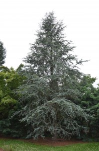 Blue Atlas Cedar at  Dallas Arboretum