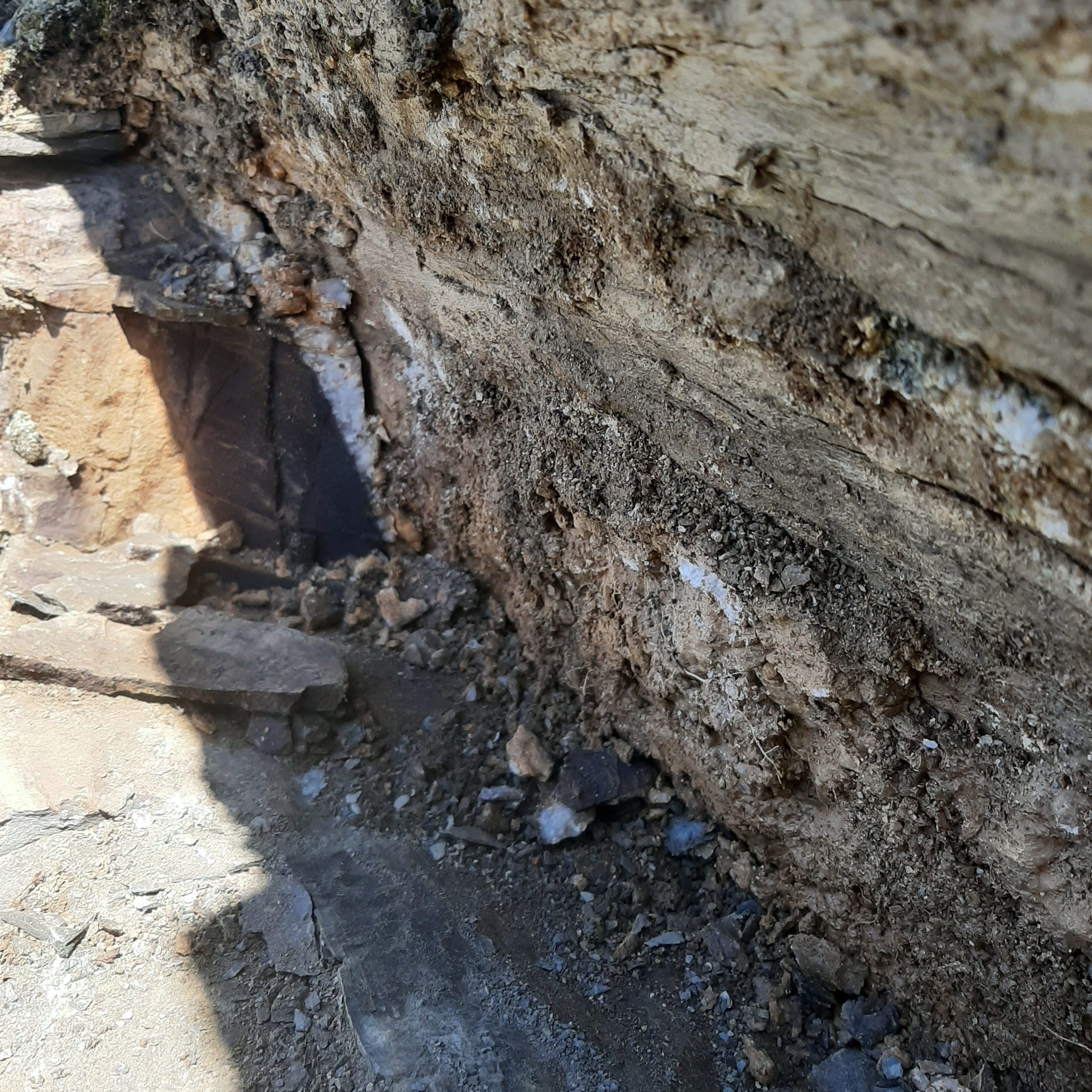 Exposed quartz veins in mud