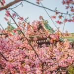 a tree with pink flowers in front of a building