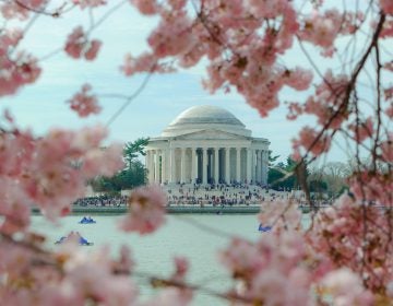 National Cherry Blossom Festival. (Photo Courtesy/Jeff Bogle)