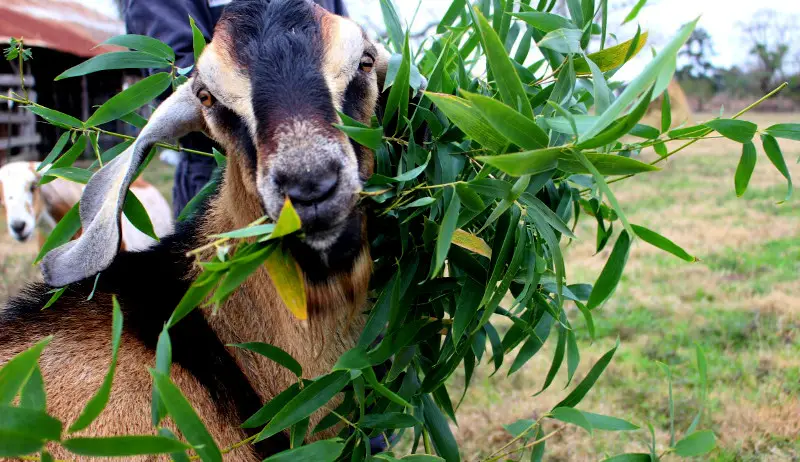 Can Goats Eat Bamboo - widerwild.com