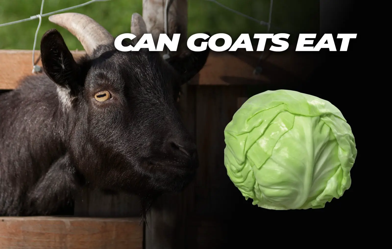 Can Goats Eat Cabbage - widerwild.com