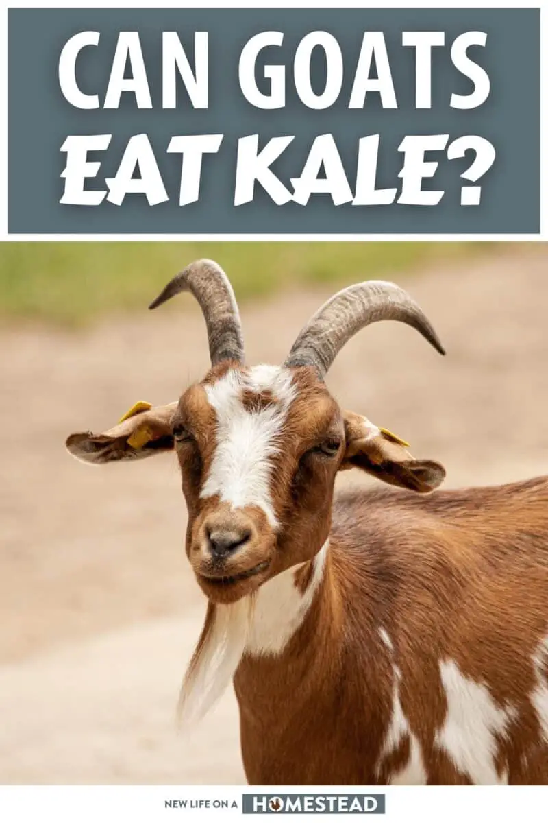 Can Goats Eat Kale - widerwild.com