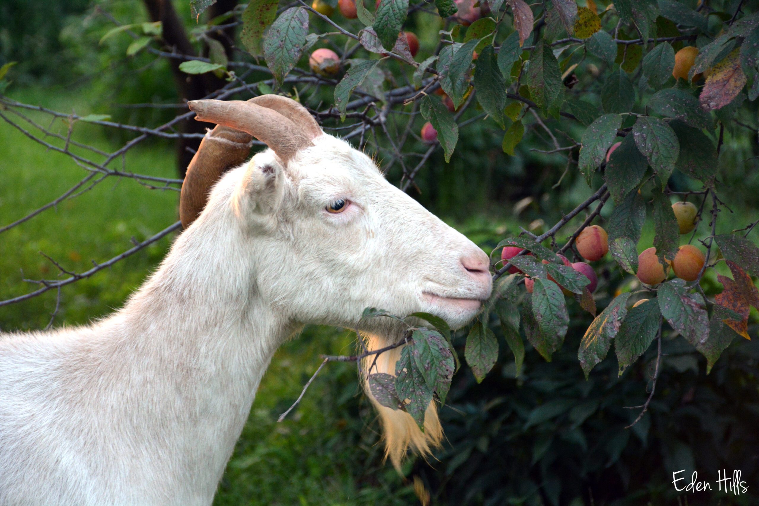 Can Goats Eat Plums - widerwild.com