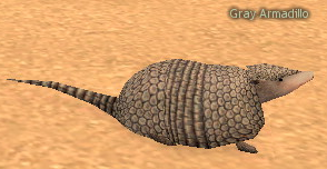 Gray Armadillo.png