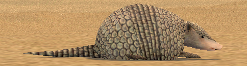 Young Gray Armadillo.png