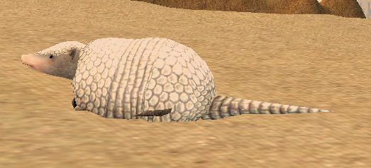 Young White Armadillo.png