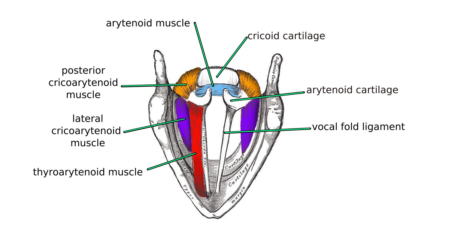 Voice Anatomy | Voice Resource Project