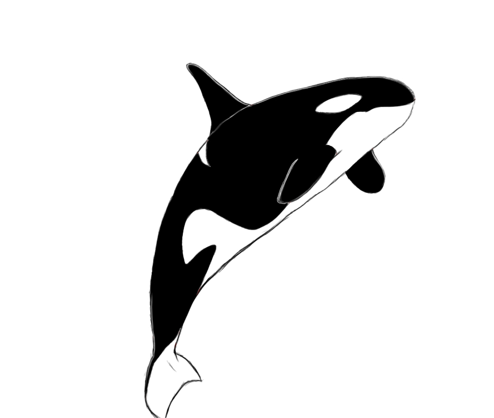 Orca killer whale clipart 2